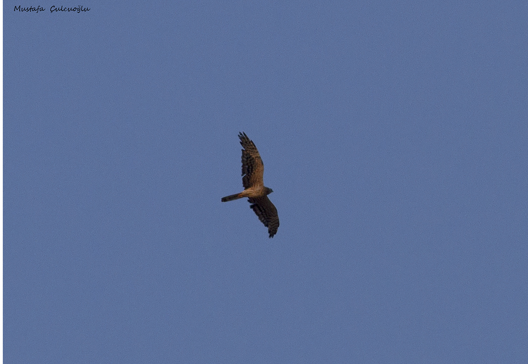 Montagu's Harrier